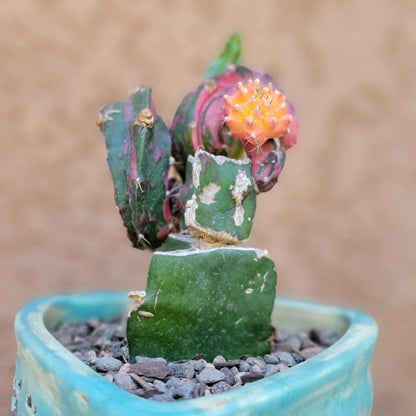 Myrtillocalycium cv. 'Polyp'