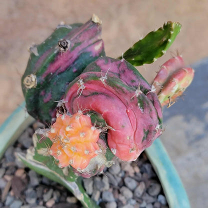 Myrtillocalycium cv. 'Polyp'