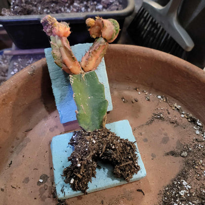 Myrtillocalycium cv. 'Polyp'