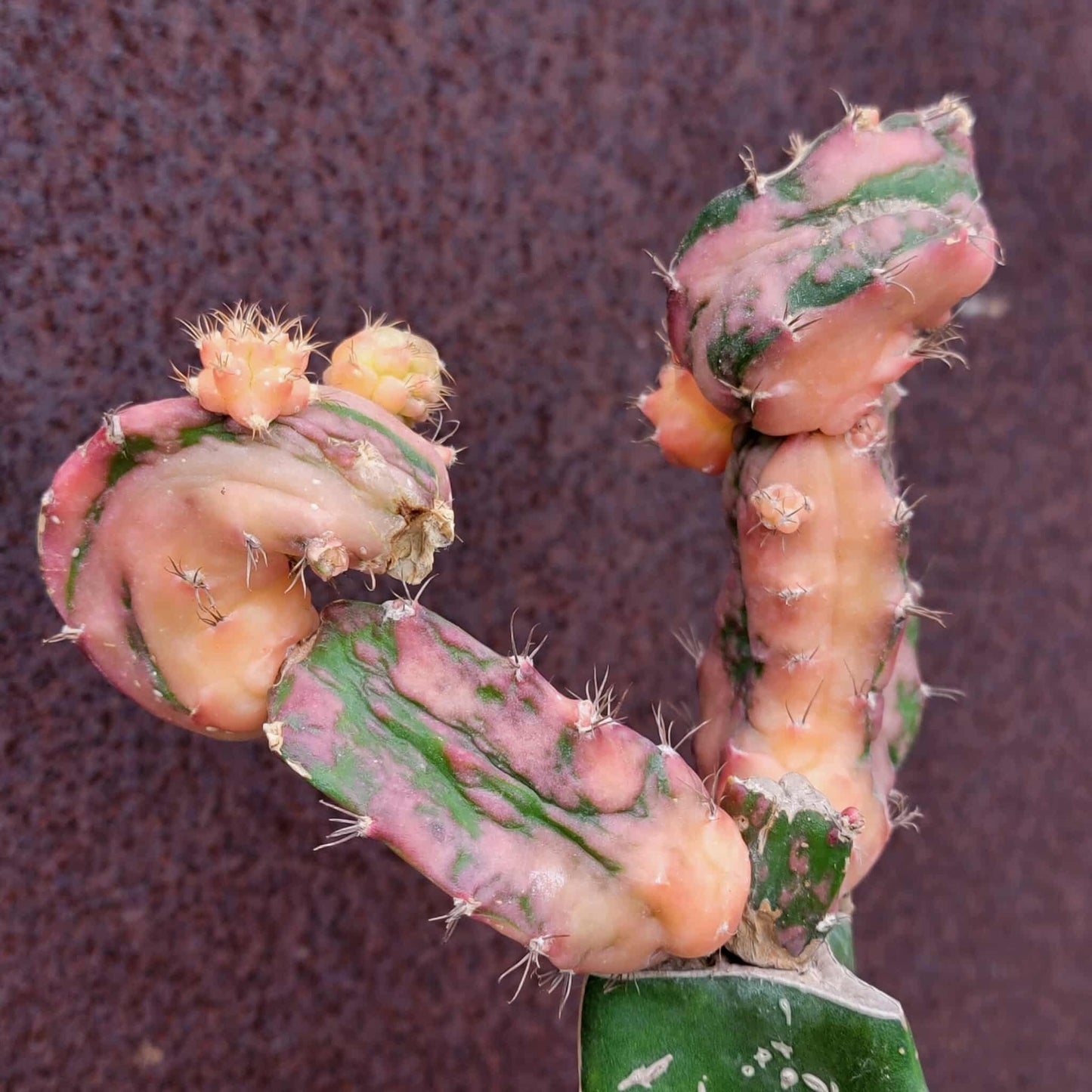 Myrtillocalycium cv. 'Polyp'