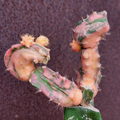 Myrtillocalycium cv. 'Polyp'