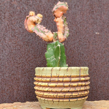 Myrtillocalycium cv. 'Polyp'