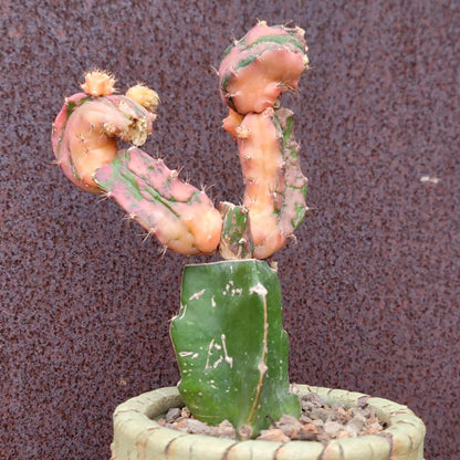 Myrtillocalycium cv. 'Polyp'