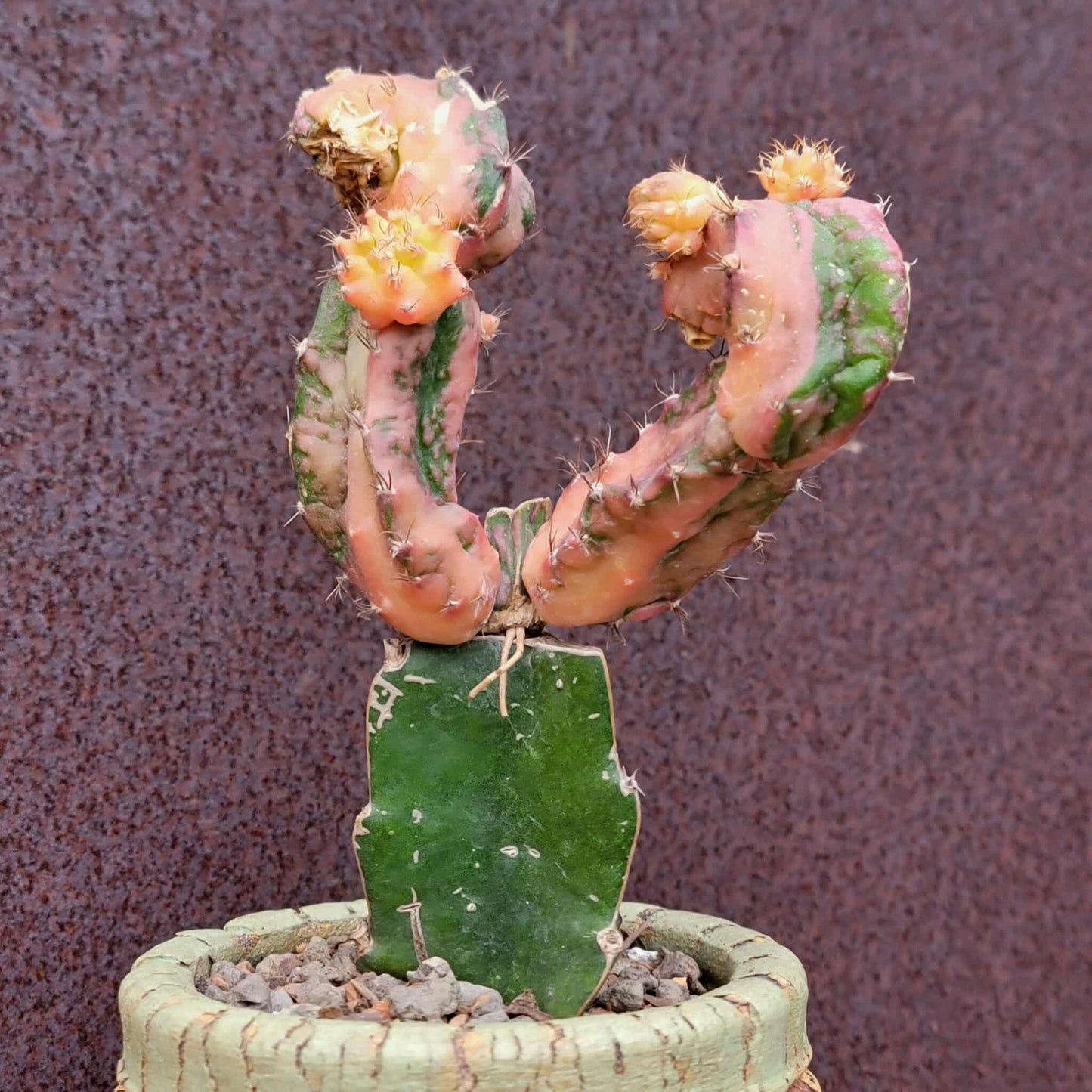 Myrtillocalycium cv. 'Polyp'