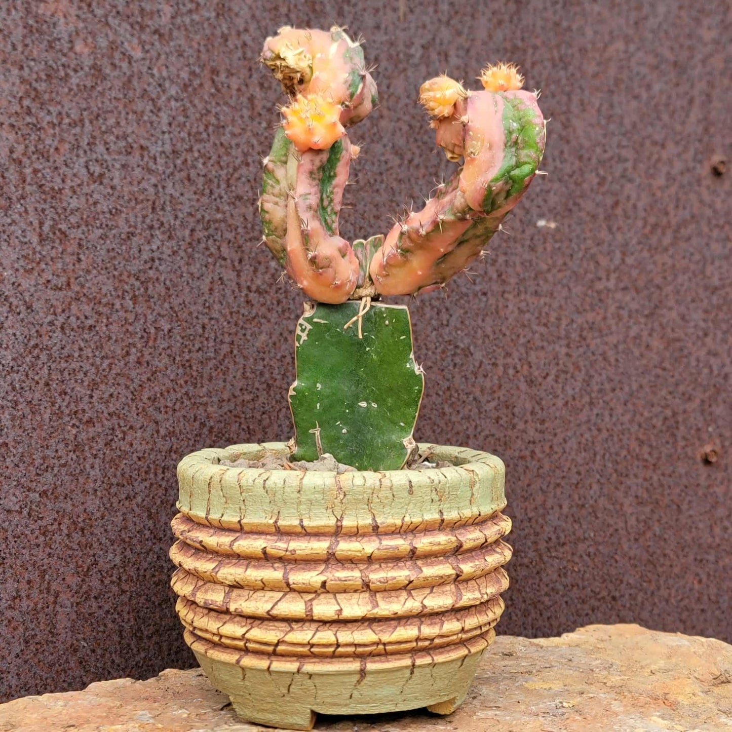 Myrtillocalycium cv. 'Polyp'