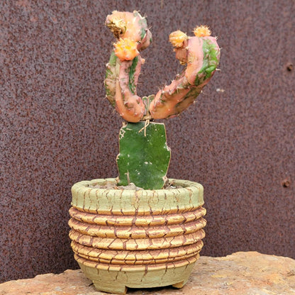 Myrtillocalycium cv. 'Polyp'