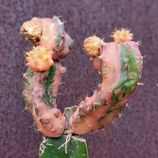 Myrtillocalycium cv. 'Polyp'