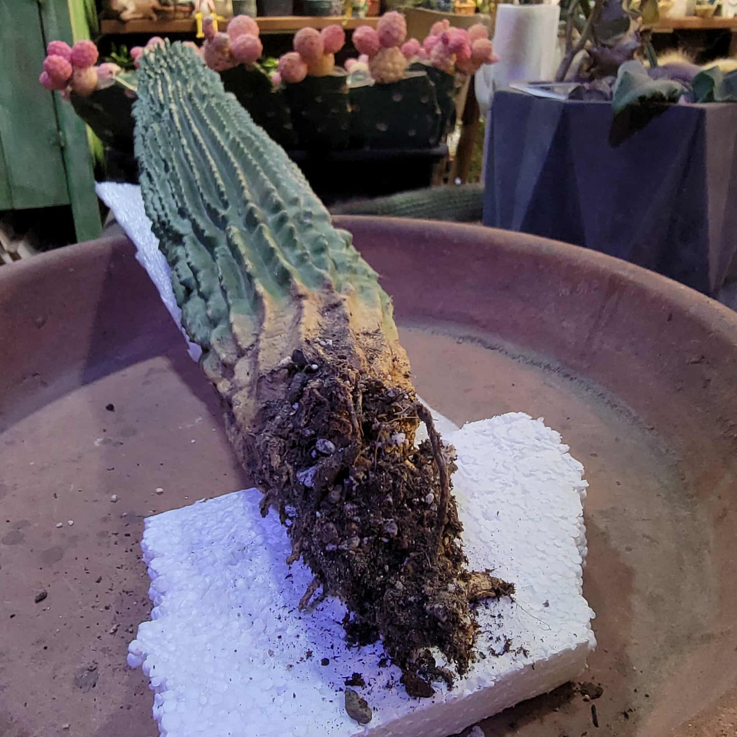 Neobuxbaumia polylopha inermis - 20" Tall! Last one!
