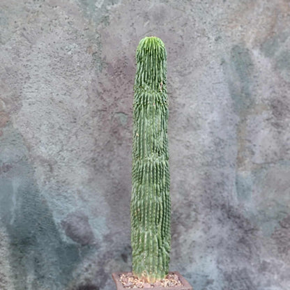 Neobuxbaumia polylopha inermis - 20" Tall! Last one!