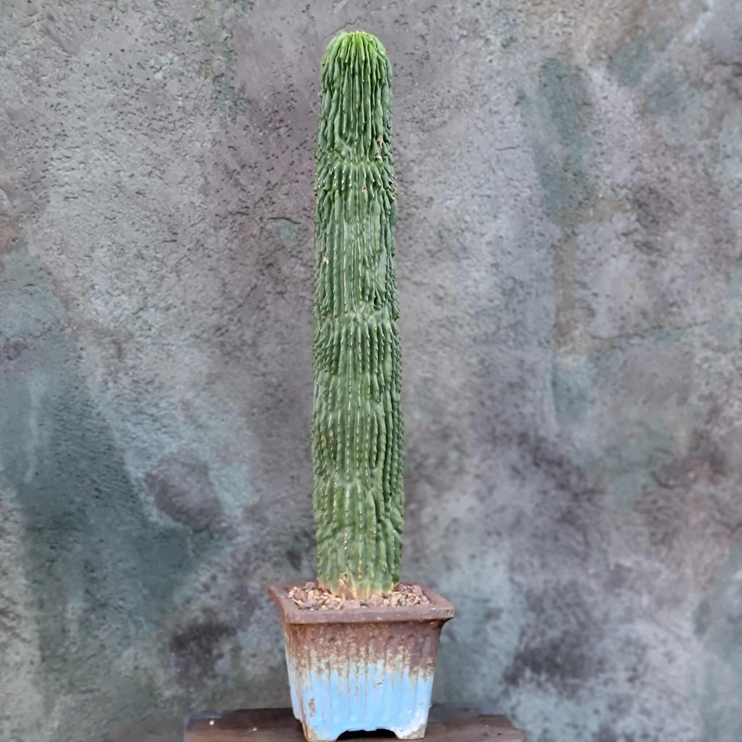 Neobuxbaumia polylopha inermis - 20" Tall! Last one!