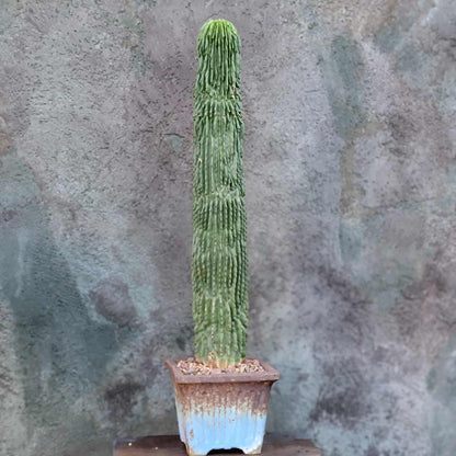 Neobuxbaumia polylopha inermis - 20" Tall! Last one!