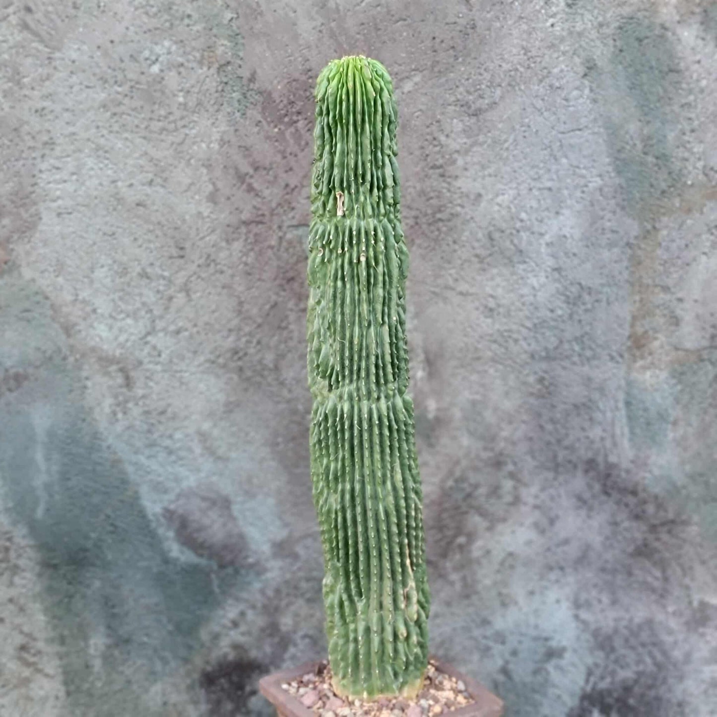 Neobuxbaumia polylopha inermis - 20" Tall! Last one!