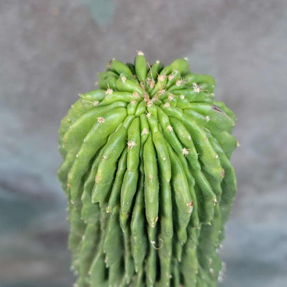 Neobuxbaumia polylopha inermis - 20" Tall! Last one!