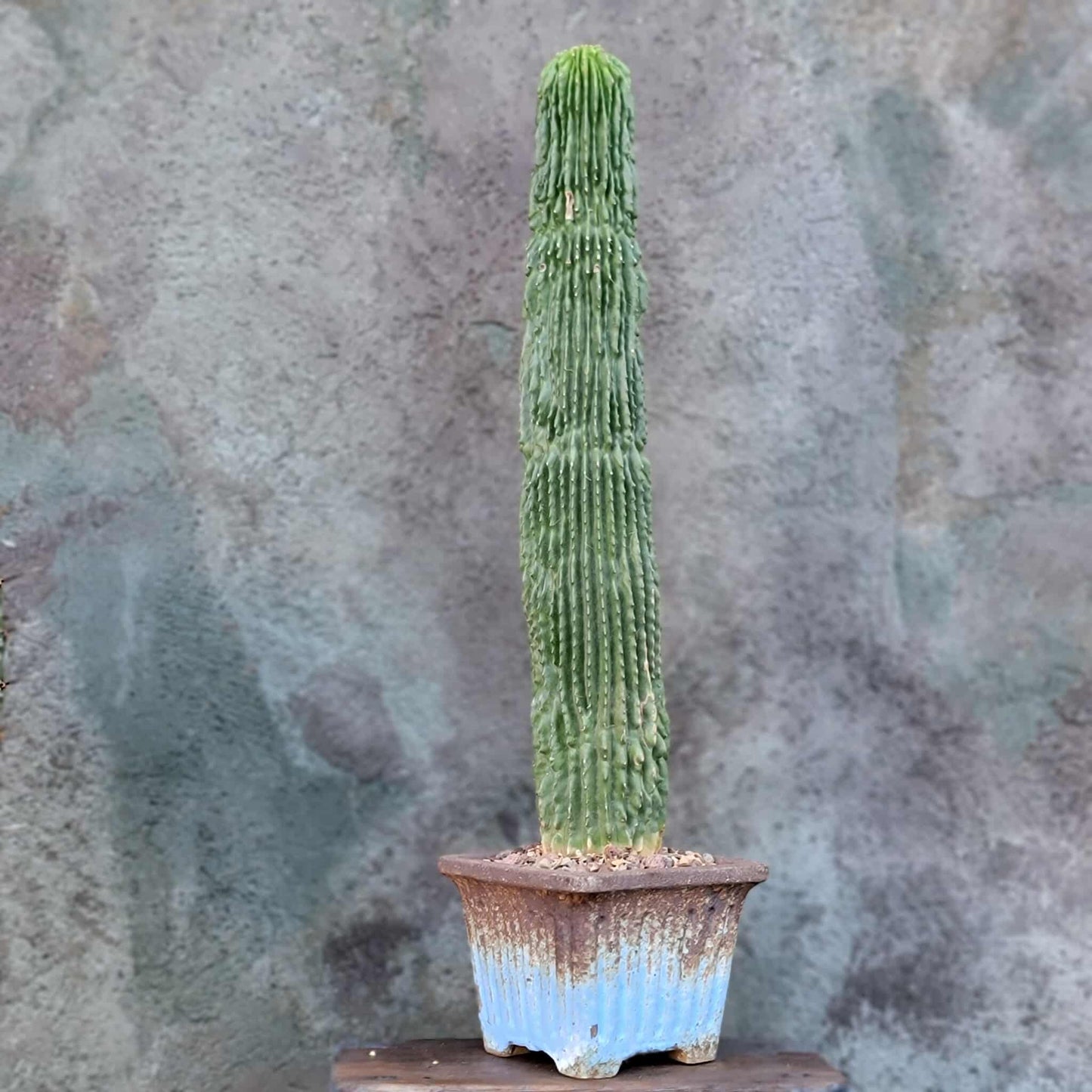 Neobuxbaumia polylopha inermis - 20" Tall! Last one!