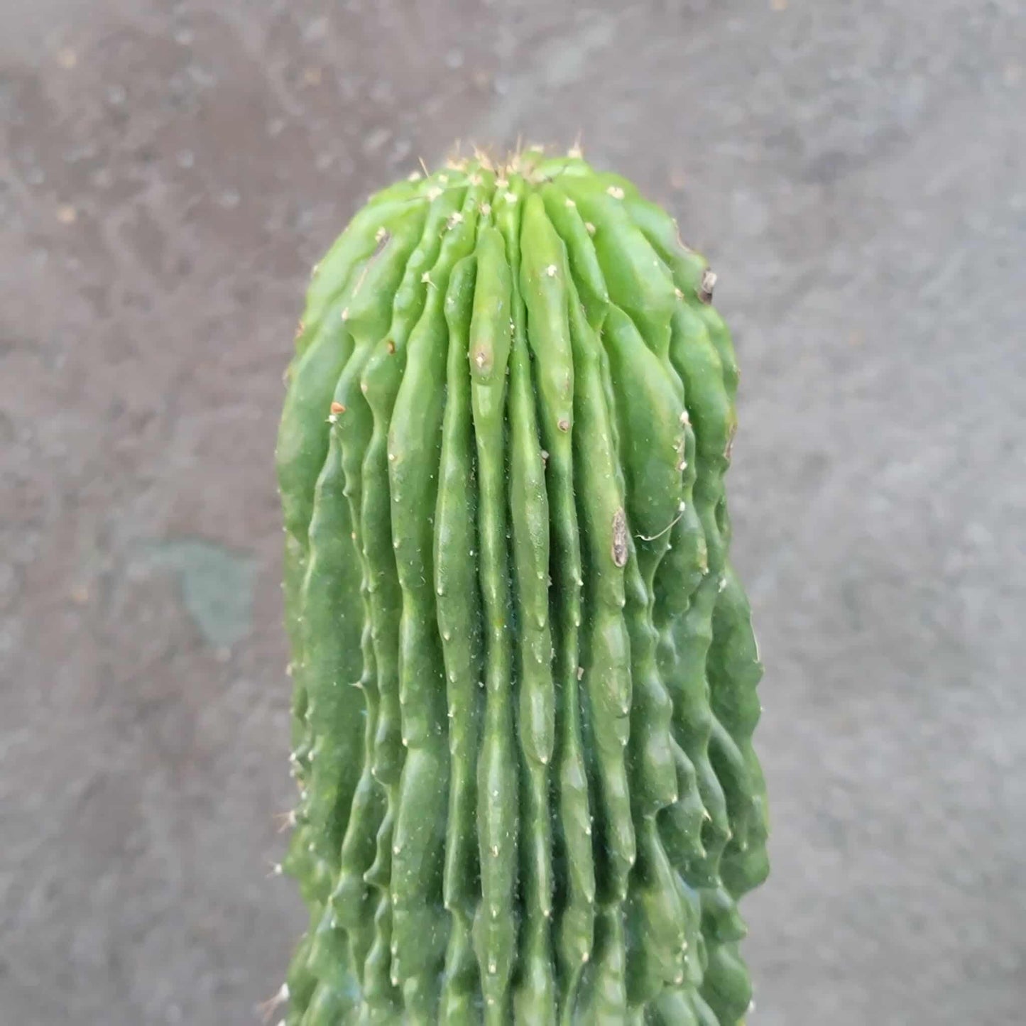 Neobuxbaumia polylopha inermis - 20" Tall! Last one!