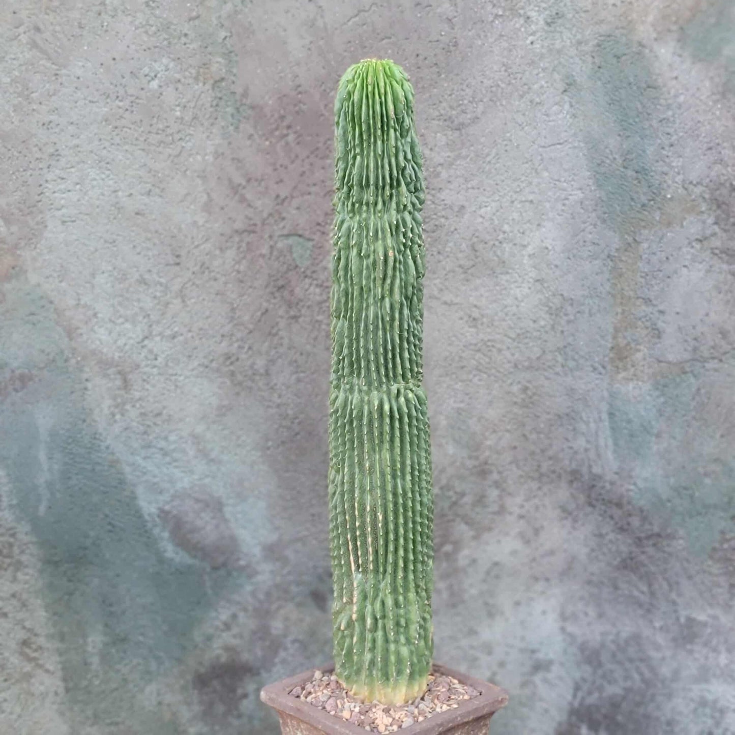 Neobuxbaumia polylopha inermis - 20" Tall! Last one!