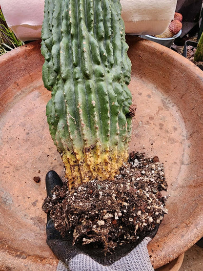 Neobuxbaumia polylopha inermis - 24" Tall!  Collector Specimen (Last one!)