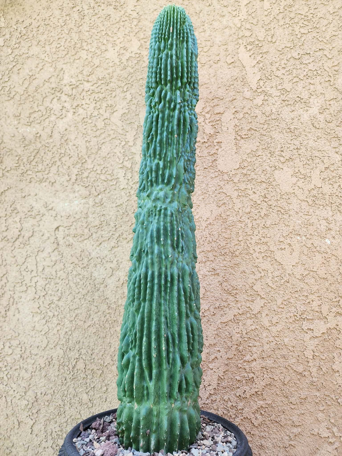 Neobuxbaumia polylopha inermis - 24" Tall!  Collector Specimen (Last one!)
