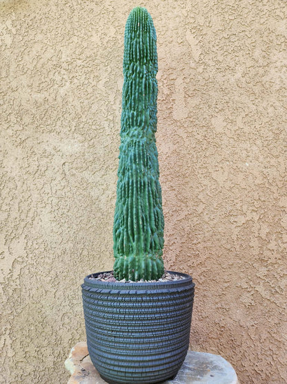 Neobuxbaumia polylopha inermis - 24" Tall!  Collector Specimen (Last one!)