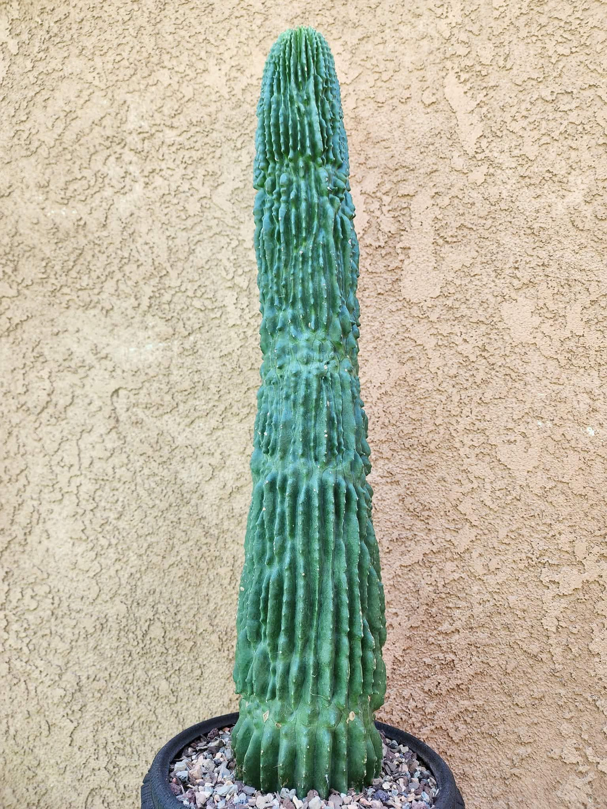 Neobuxbaumia polylopha inermis - 24" Tall!  Collector Specimen (Last one!)