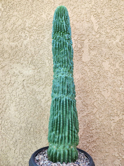 Neobuxbaumia polylopha inermis - 24" Tall!  Collector Specimen (Last one!)