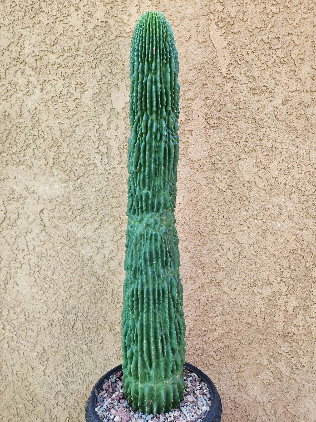 Neobuxbaumia polylopha inermis - 24" Tall!  Collector Specimen (Last one!)