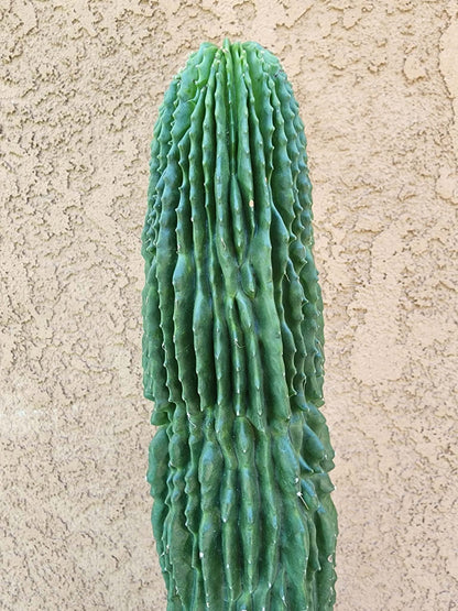 Neobuxbaumia polylopha inermis - 24" Tall!  Collector Specimen (Last one!)