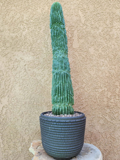 Neobuxbaumia polylopha inermis - 24" Tall!  Collector Specimen (Last one!)