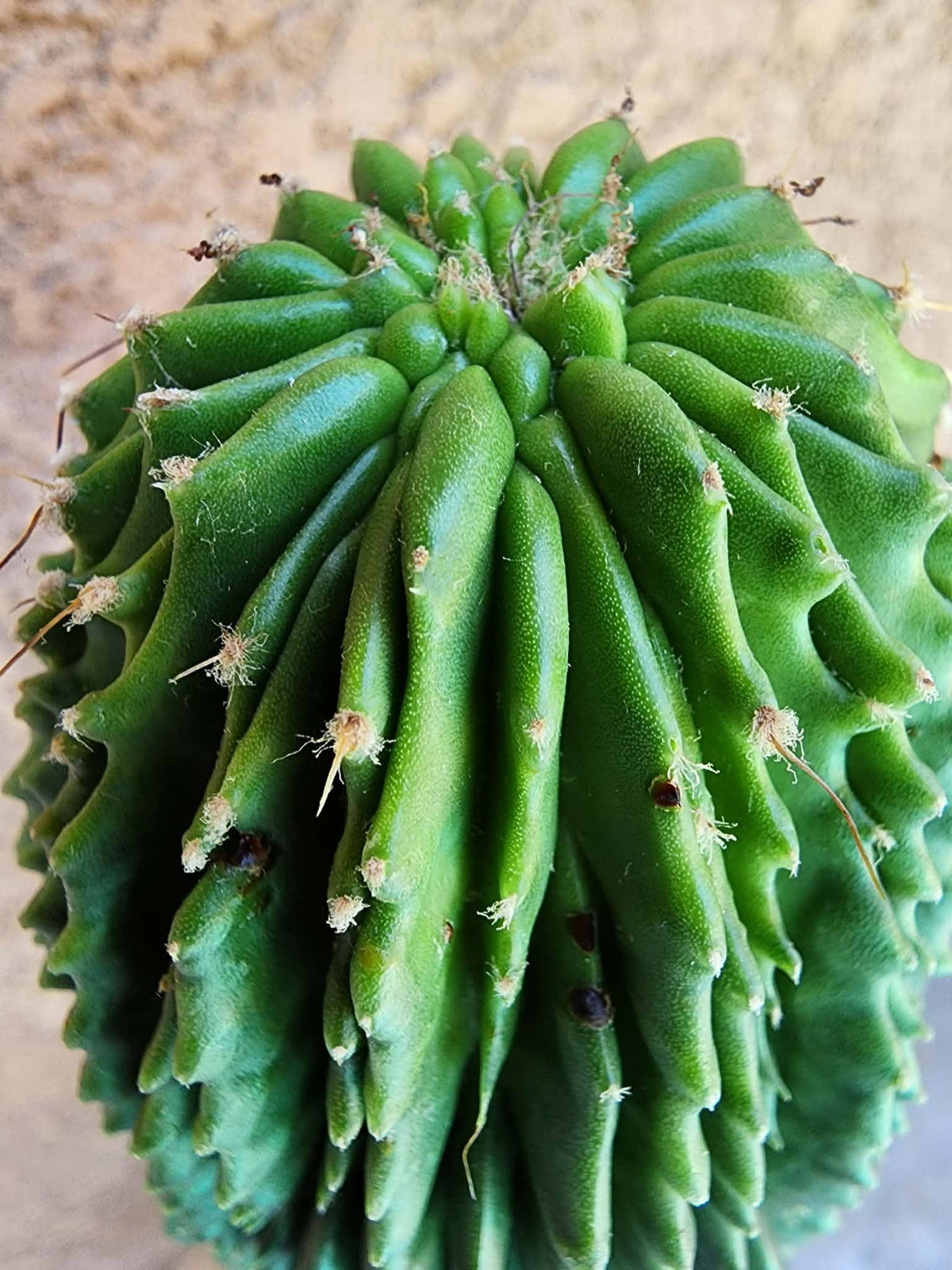 Neobuxbaumia polylopha inermis - 24" Tall!  Collector Specimen (Last one!)