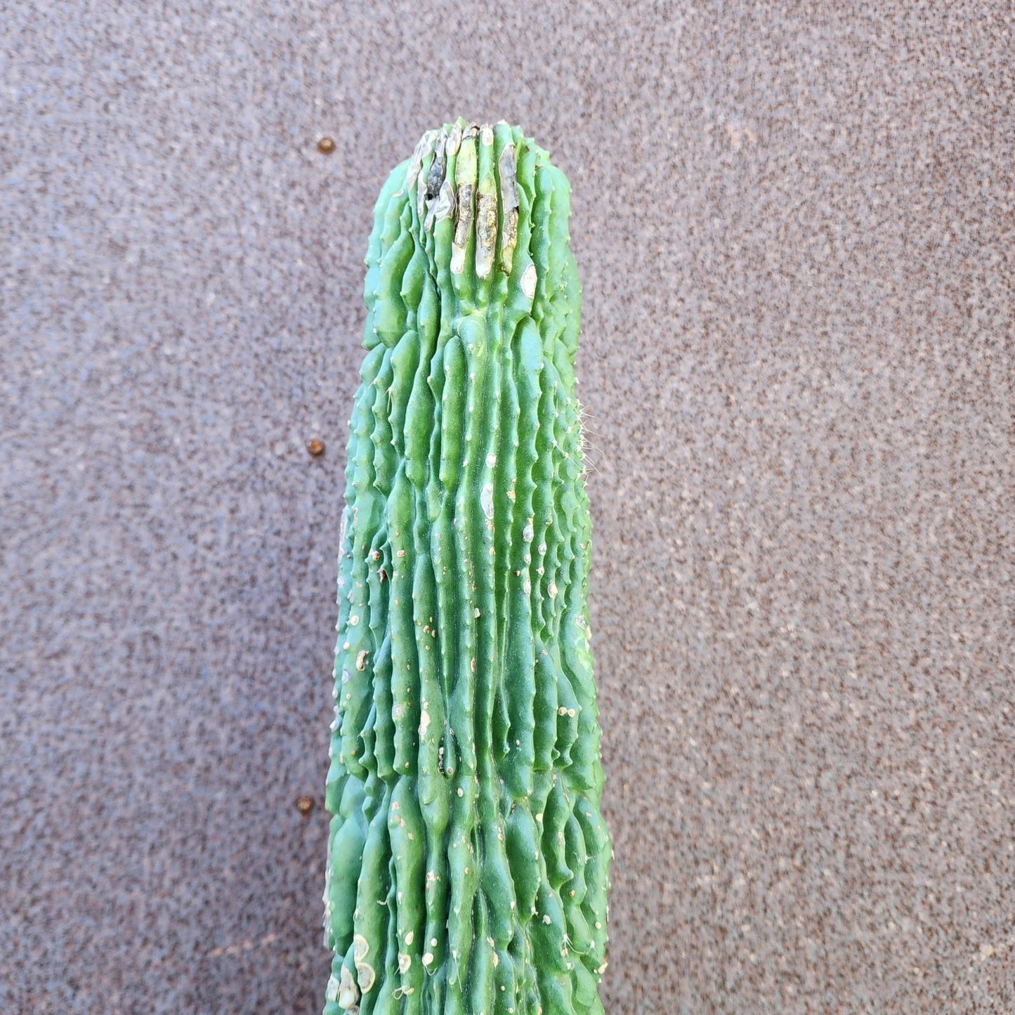 Neobuxbaumia polylopha inermis - 25" Tall! (Last one)