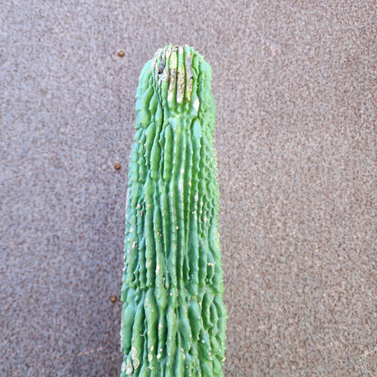 Neobuxbaumia polylopha inermis - 25" Tall! (Last one)