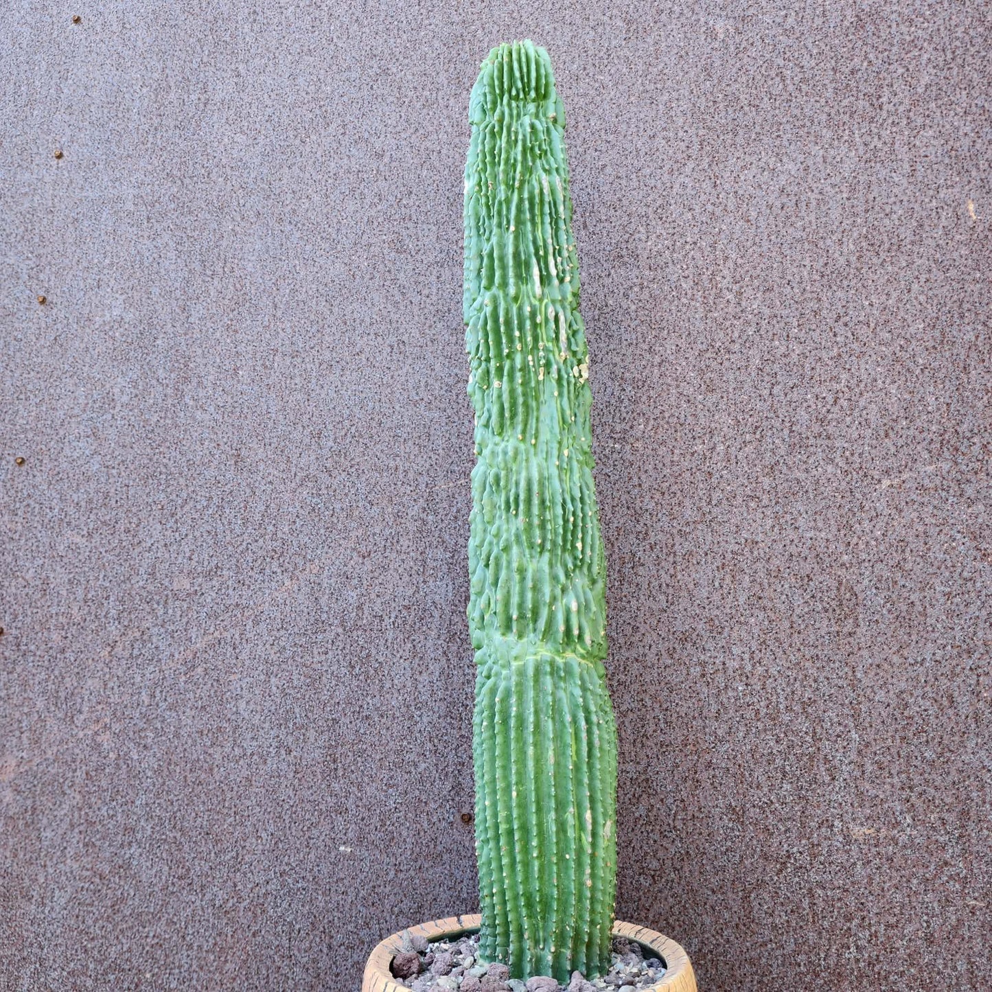 Neobuxbaumia polylopha inermis - 25" Tall! (Last one)