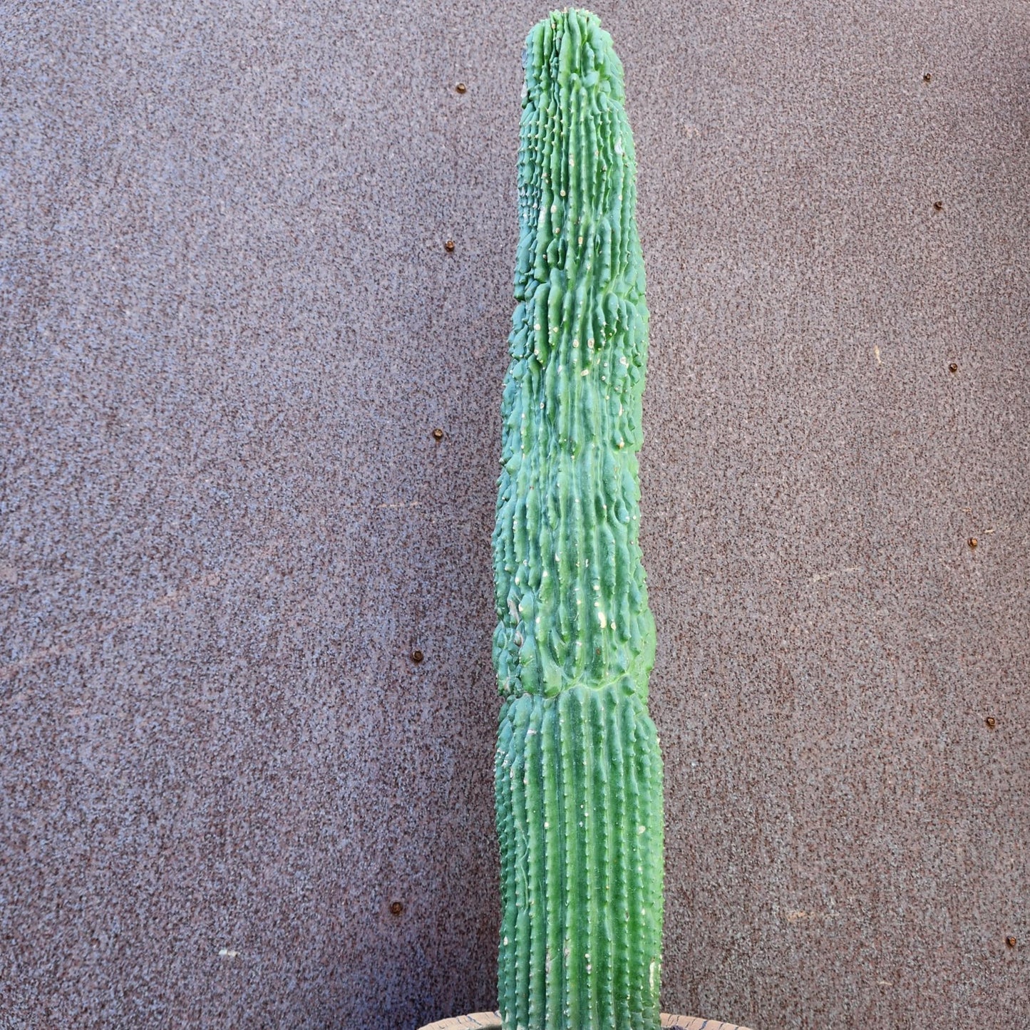Neobuxbaumia polylopha inermis - 25" Tall! (Last one)
