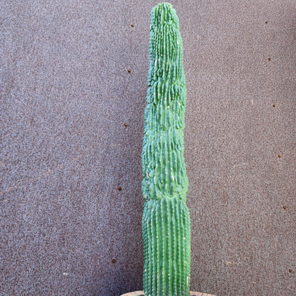 Neobuxbaumia polylopha inermis - 25" Tall! (Last one)