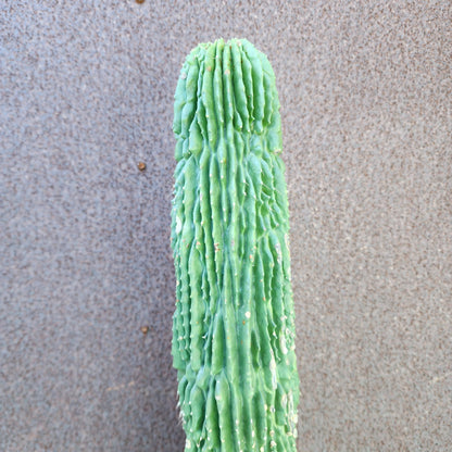 Neobuxbaumia polylopha inermis - 25" Tall! (Last one)