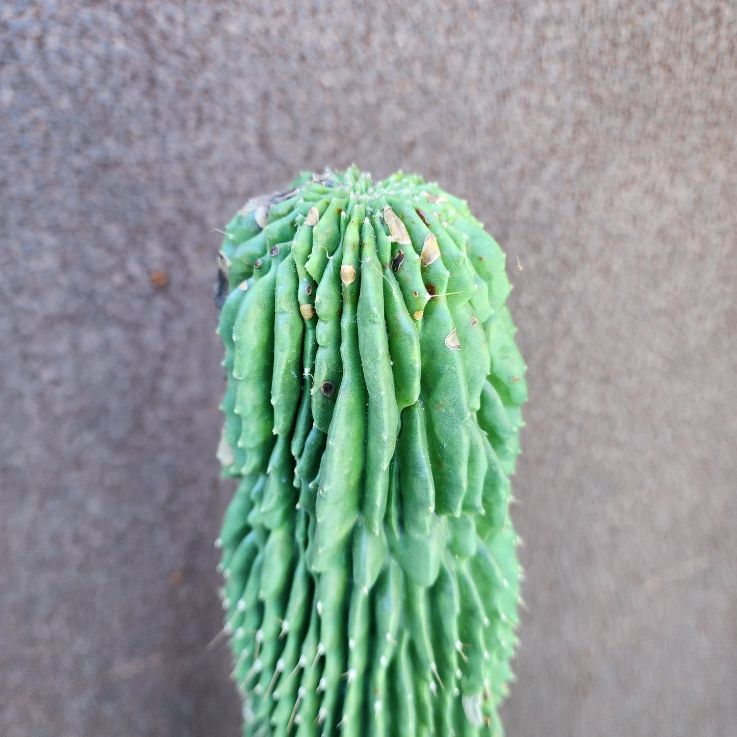 Neobuxbaumia polylopha inermis - 25" Tall! (Last one)