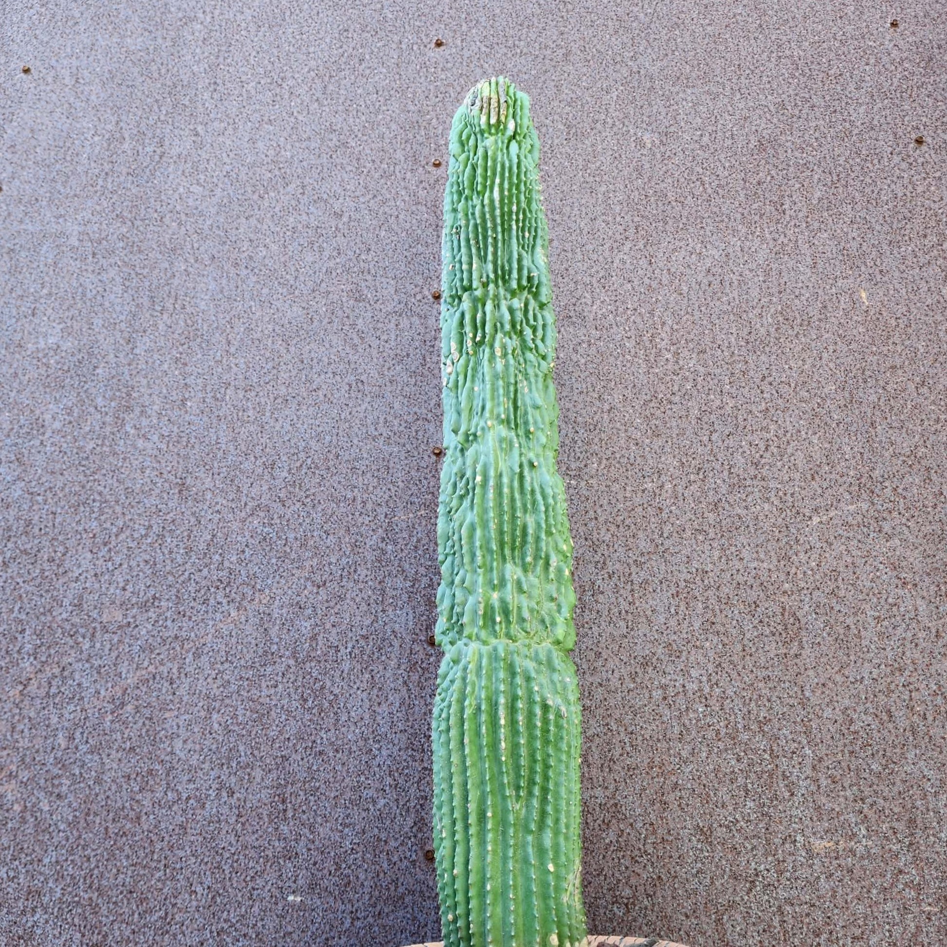 Neobuxbaumia polylopha inermis - 25" Tall! (Last one) collector cactus specimen