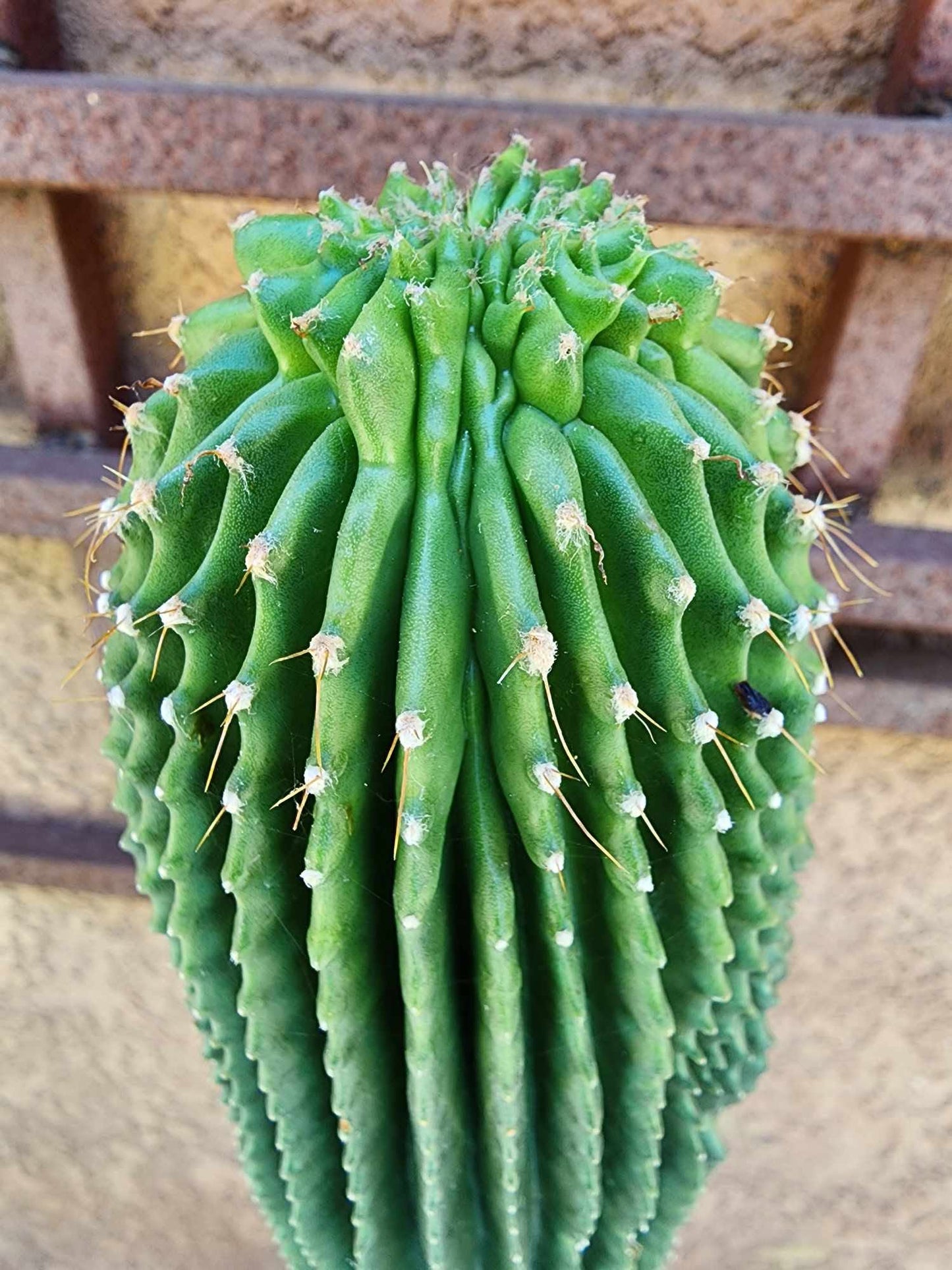 Neobuxbaumia polylopha inermis - 26" Tall!  Collector Specimen