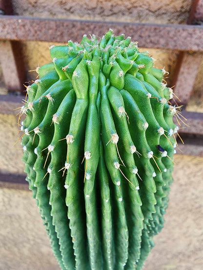 Neobuxbaumia polylopha inermis - 26" Tall!  Collector Specimen
