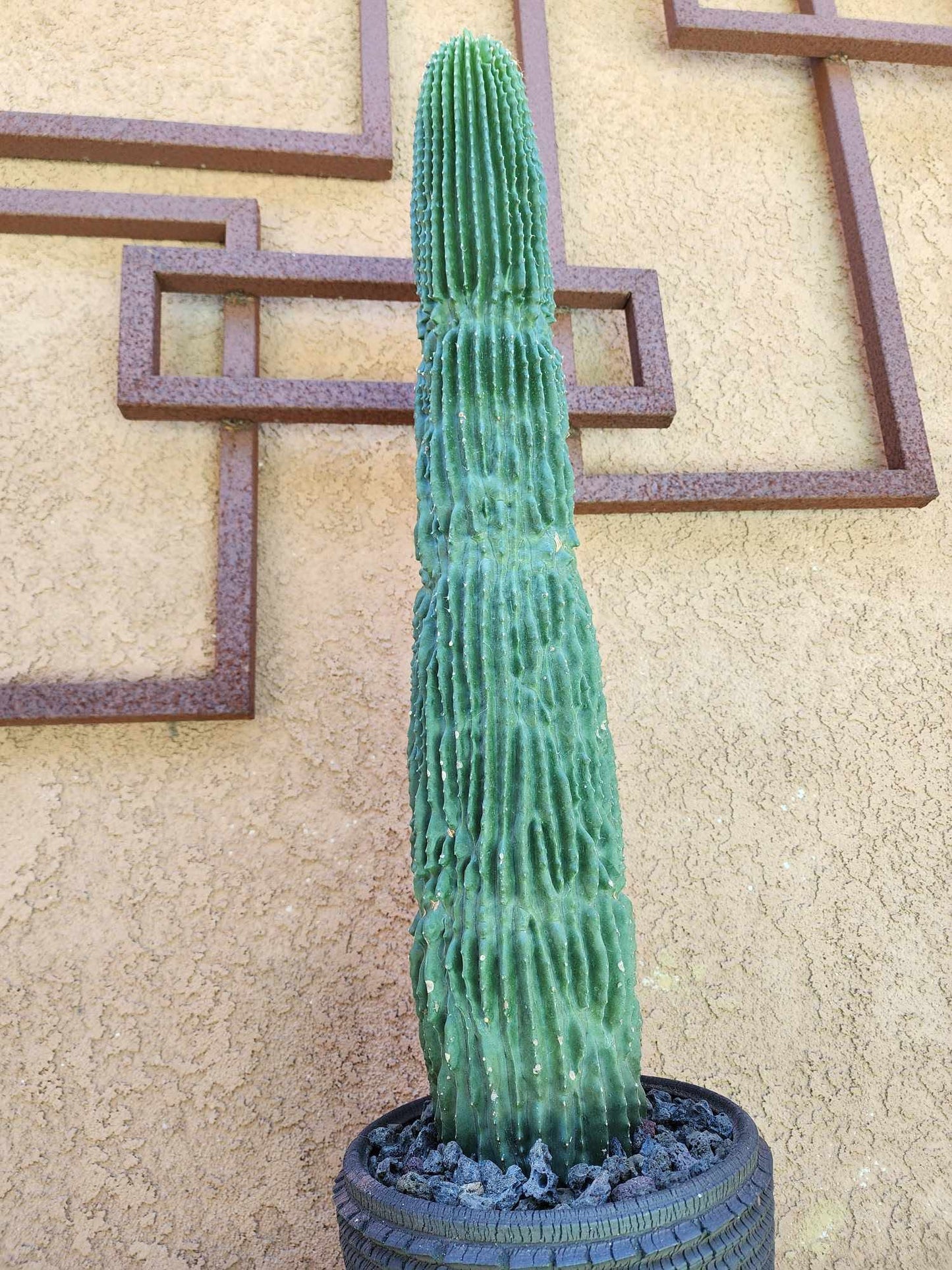 Neobuxbaumia polylopha inermis - 26" Tall!  Collector Specimen