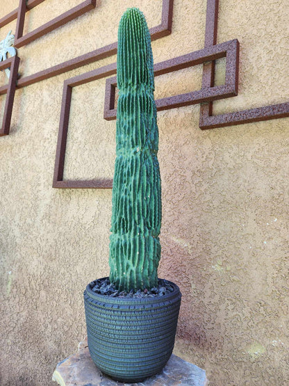 Neobuxbaumia polylopha inermis - 26" Tall!  Collector Specimen