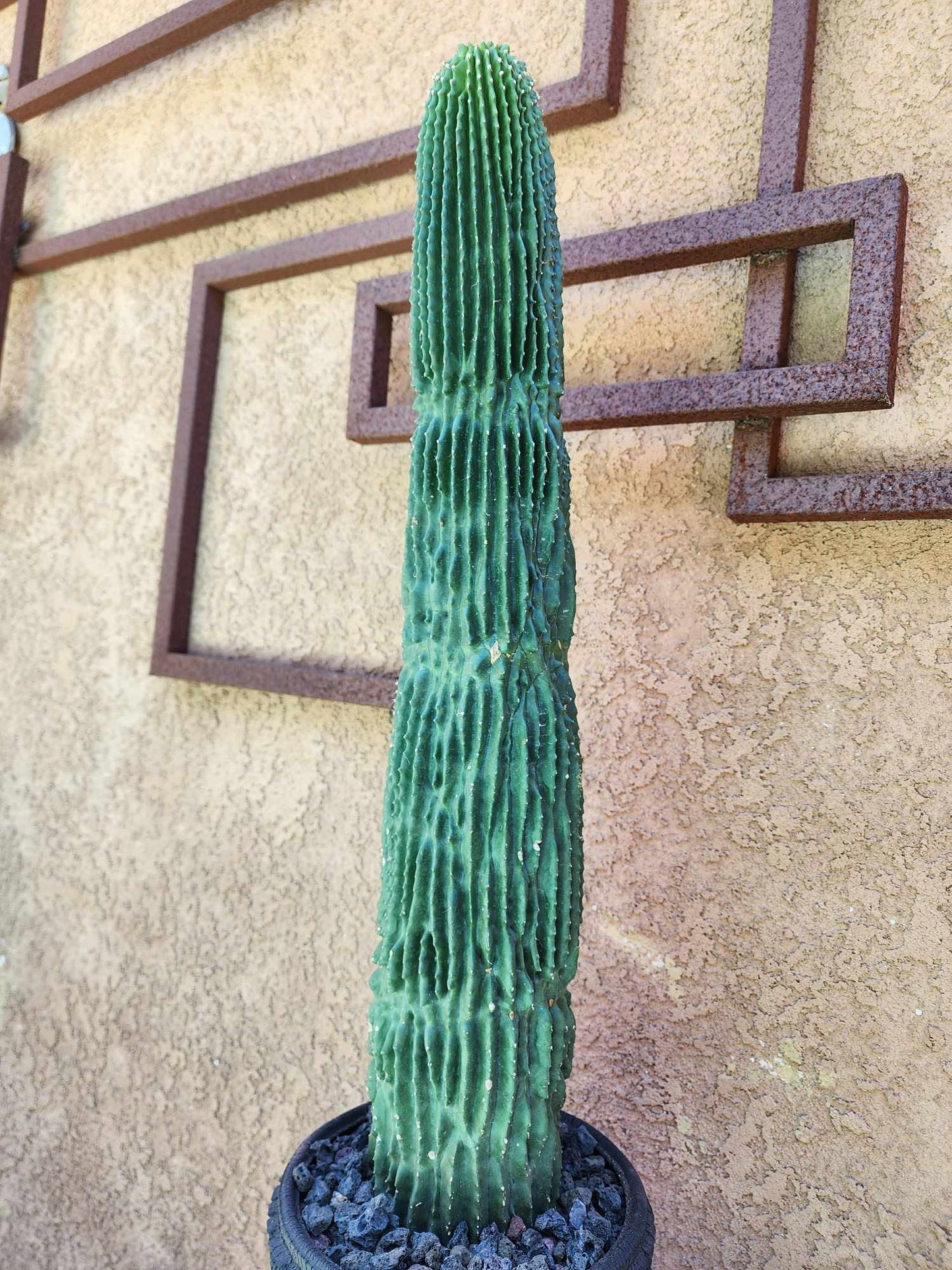 Neobuxbaumia polylopha inermis - 26" Tall!  Collector Specimen