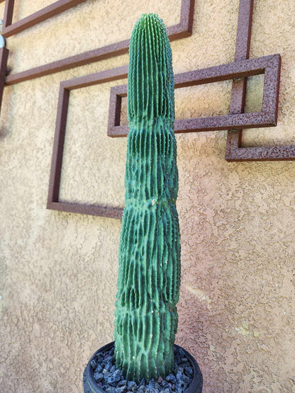 Neobuxbaumia polylopha inermis - 26" Tall!  Collector Specimen
