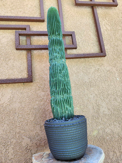 Neobuxbaumia polylopha inermis - 26" Tall!  Collector Specimen