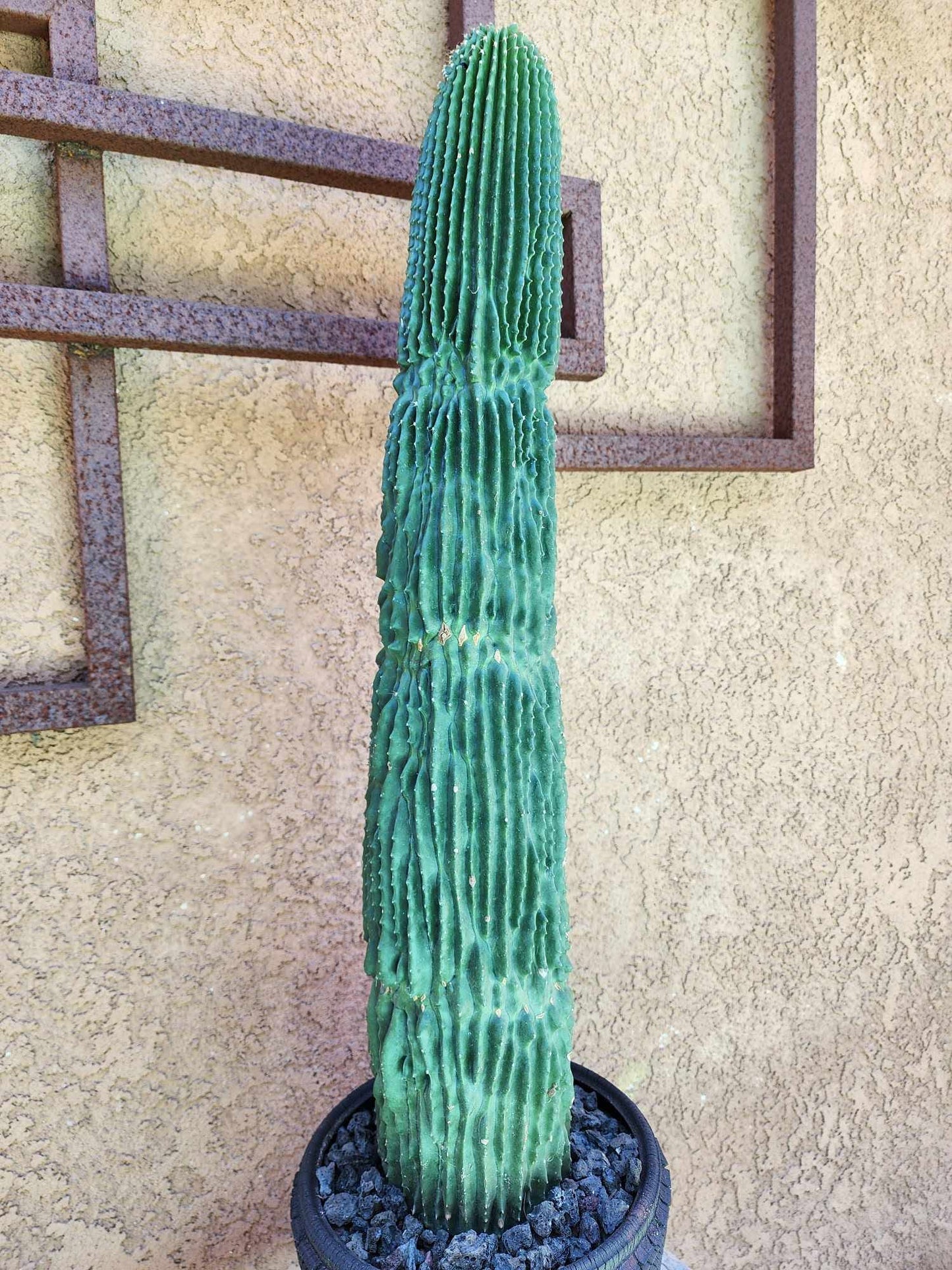 Neobuxbaumia polylopha inermis - 26" Tall!  Collector Specimen