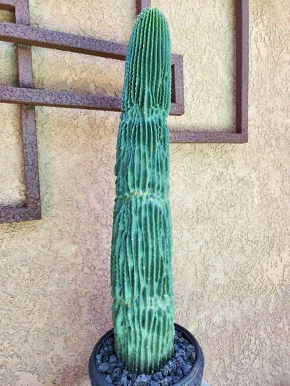 Neobuxbaumia polylopha inermis - 26" Tall!  Collector Specimen