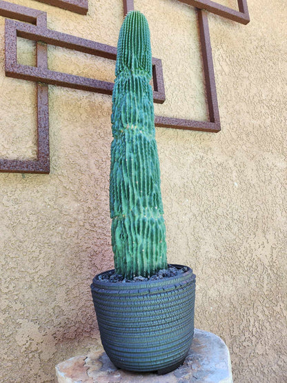 Neobuxbaumia polylopha inermis - 26" Tall!  Collector Specimen