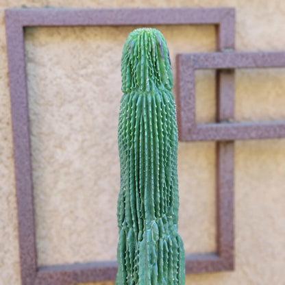 Neobuxbaumia polylopha inermis - 2 Feet Tall!