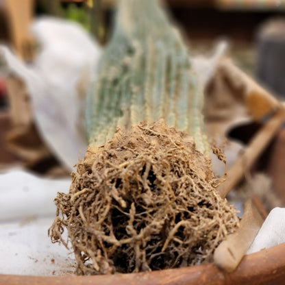 Neobuxbaumia polylopha inermis - 2 Feet Tall!