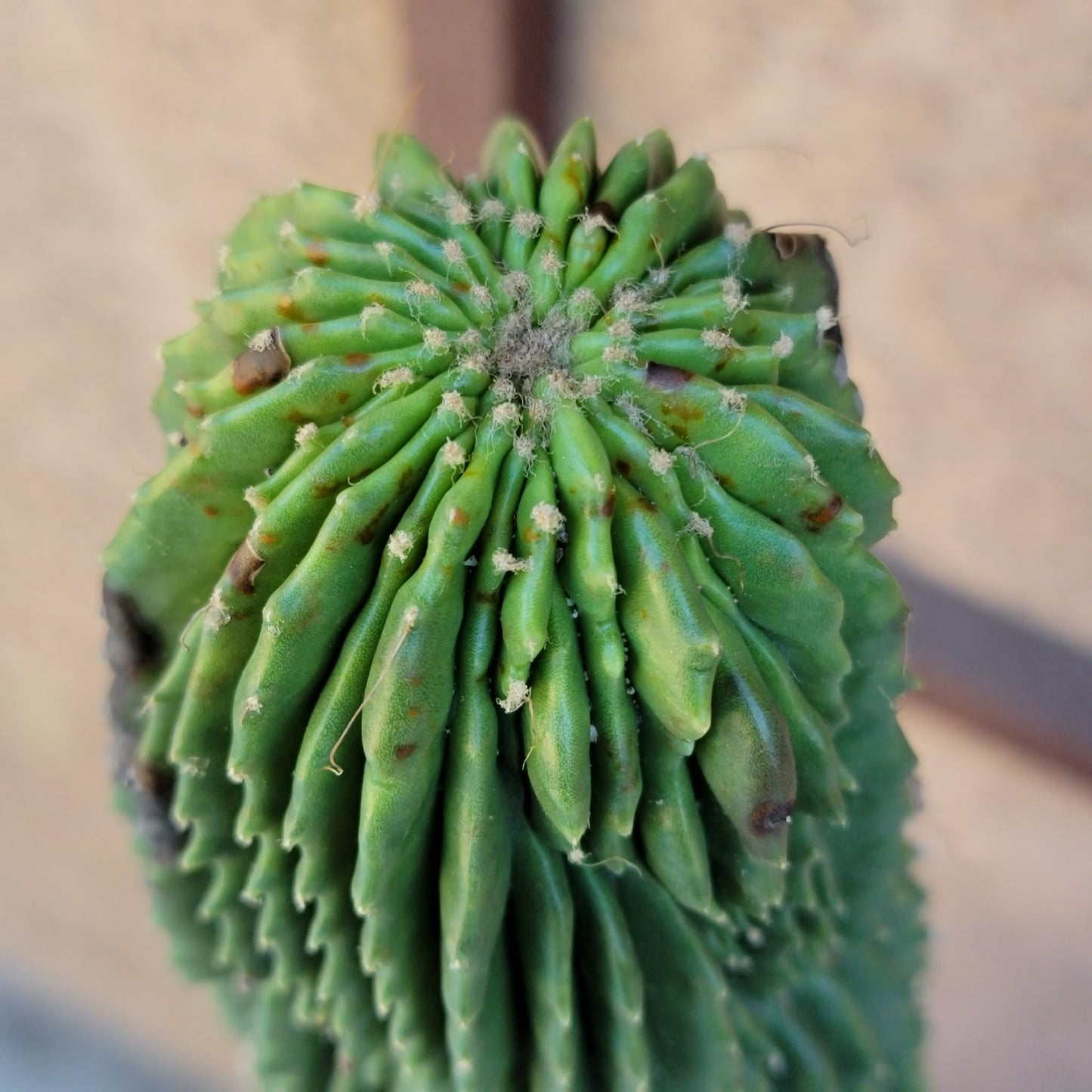 Neobuxbaumia polylopha inermis - 2 Feet Tall!